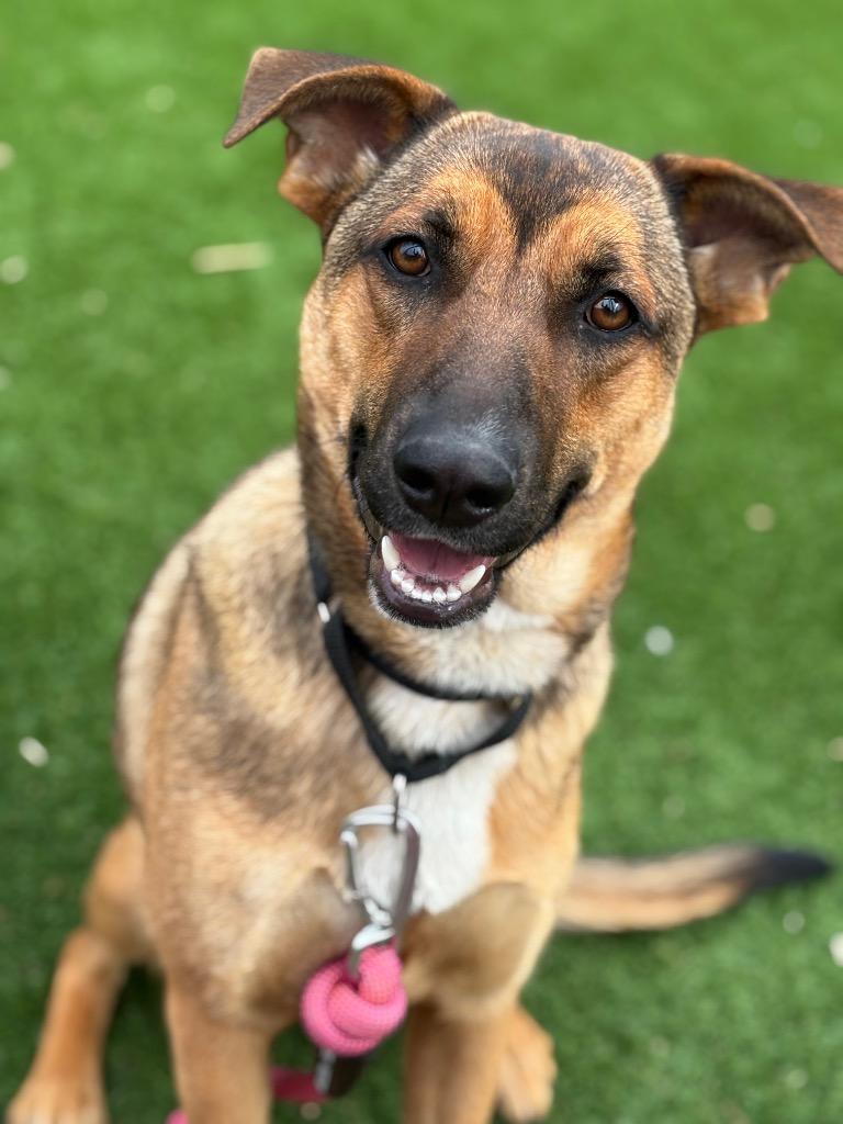 Jeley, Adoptable, Young Female German Shepherd Dog.