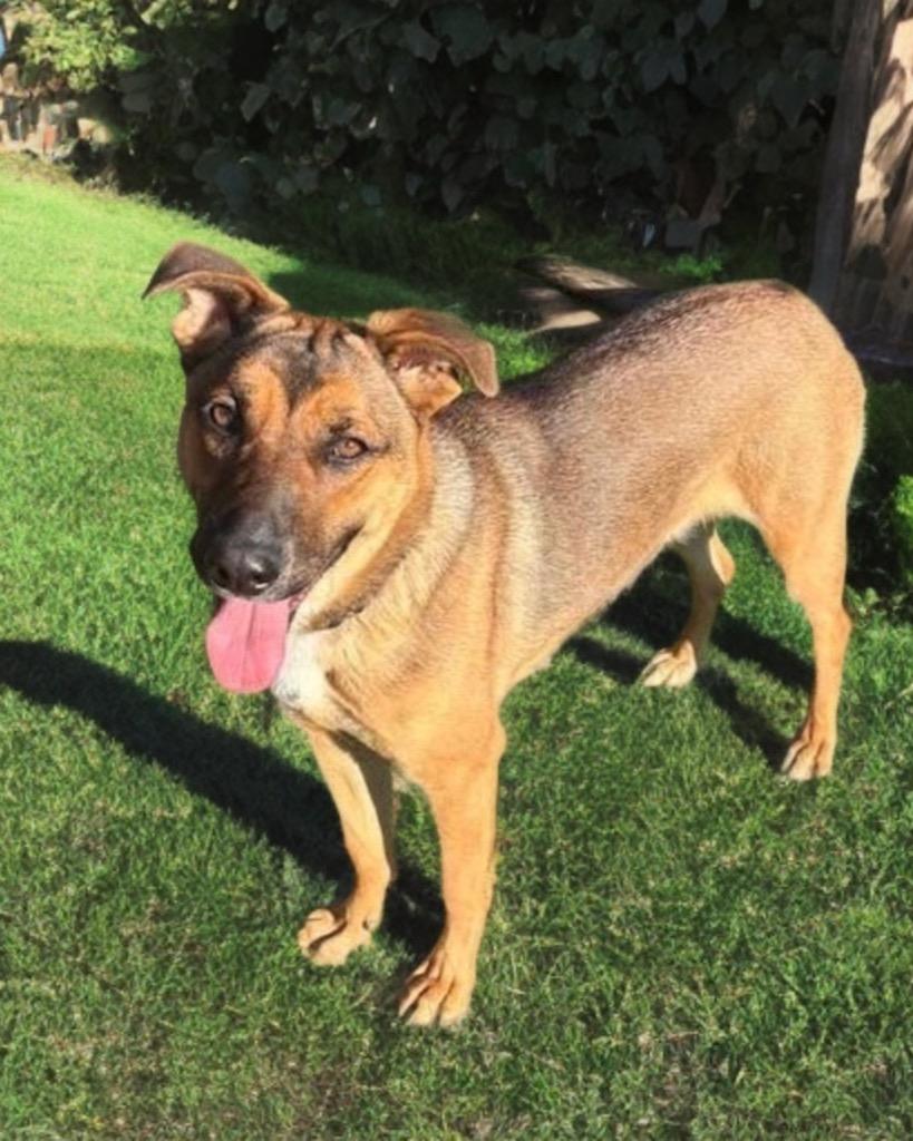 Enlarge Jeley, a Adoptable German Shepherd Dog in Dalton, GA image 3/5