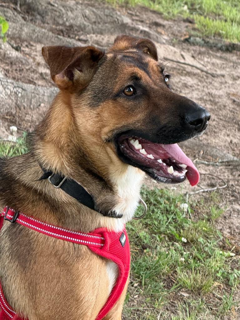 Enlarge Jeley, a Adoptable German Shepherd Dog in Dalton, GA image 4/5