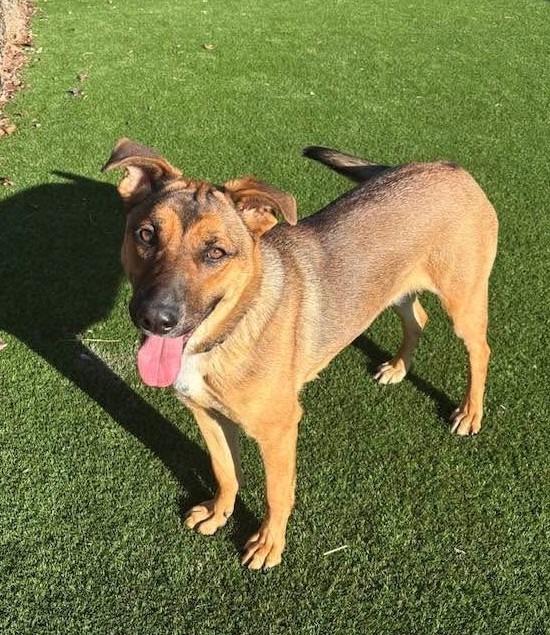Enlarge Jeley, a Adoptable German Shepherd Dog in Dalton, GA image 5/5