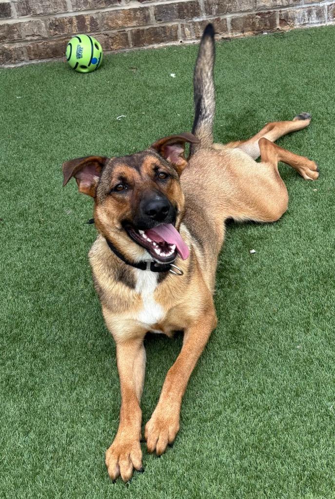 Enlarge Jeley, a Adoptable German Shepherd Dog in Dalton, GA image 5/6