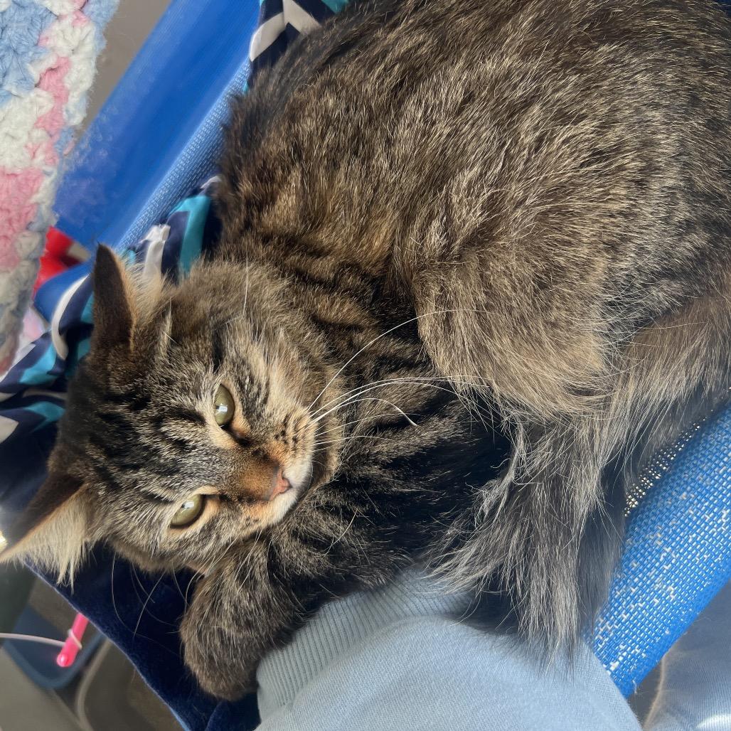 Wasabi, a Adoptable Domestic Long Hair in Rock Falls, IL image 2/3