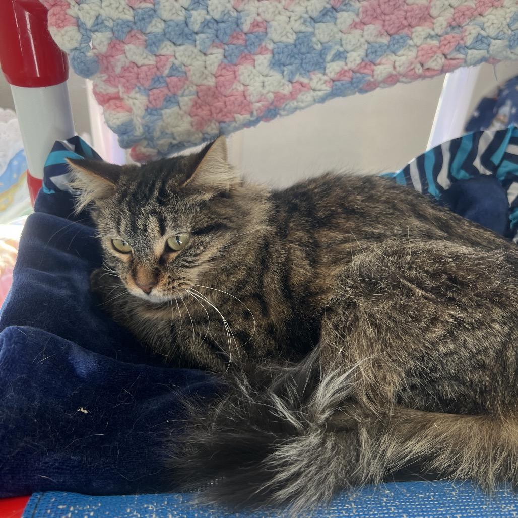 Wasabi, a Adoptable Domestic Long Hair in Rock Falls, IL image 3/3