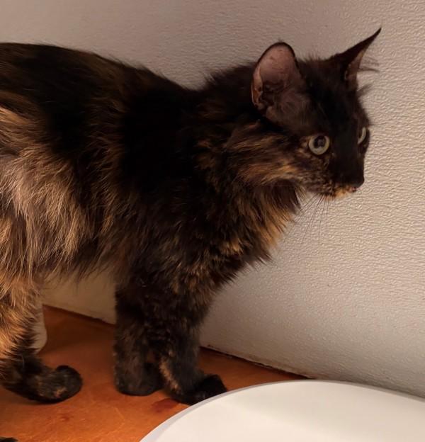 Enlarge Mariah, a Adoptable mixed breed in Winnipeg, MB image 1/1