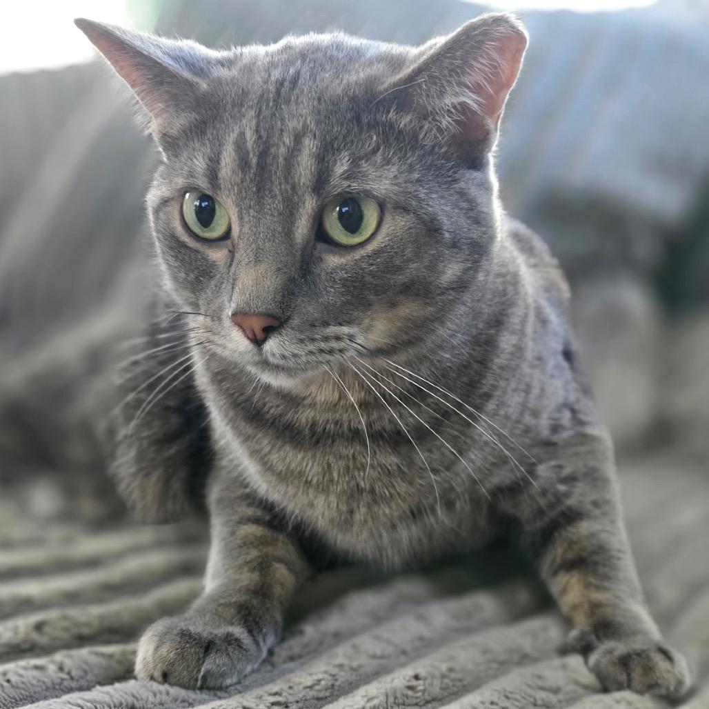 Fluff — thumbnail 3