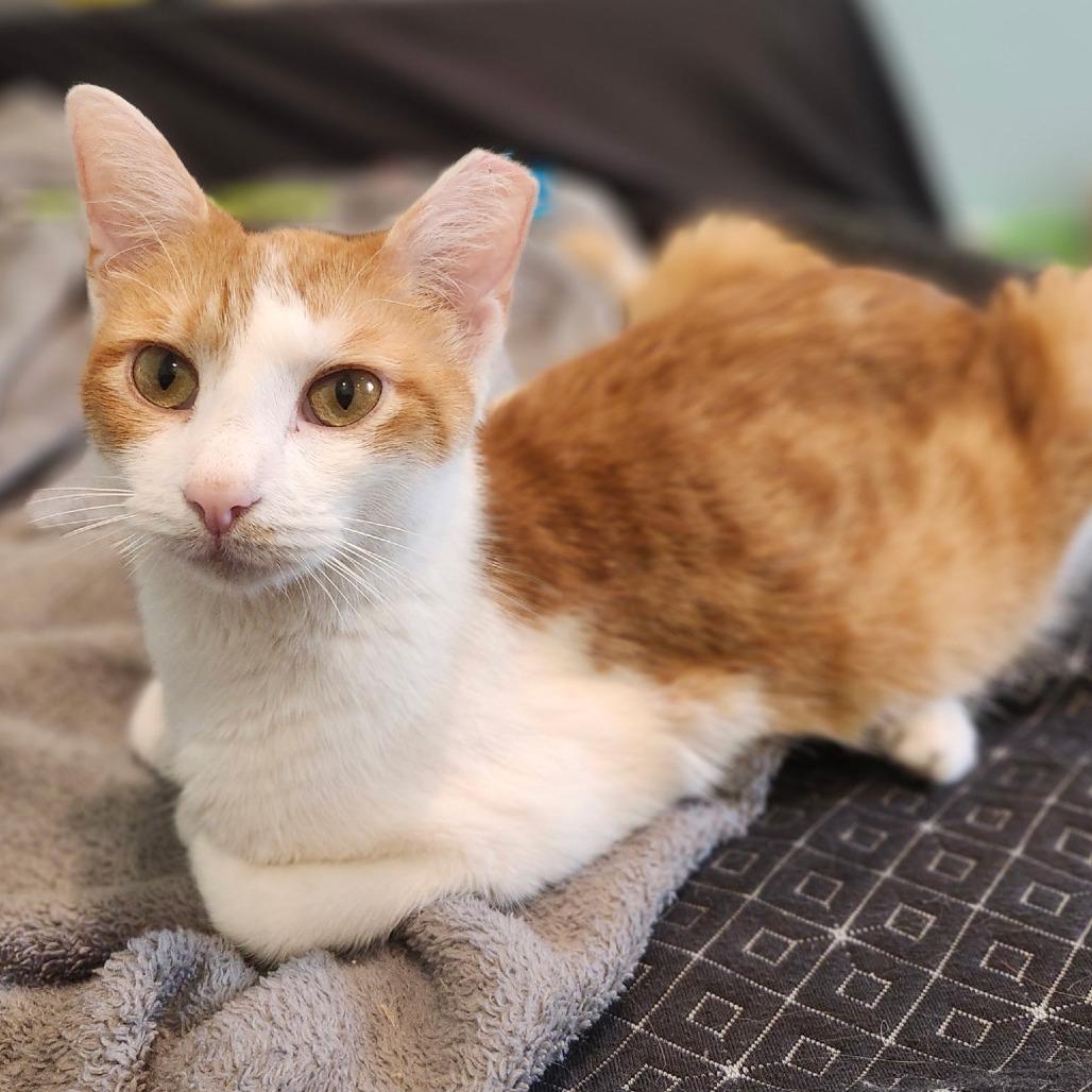 Raya Mom, a Adoptable Domestic Short Hair in Bel Air, MD image 1/2