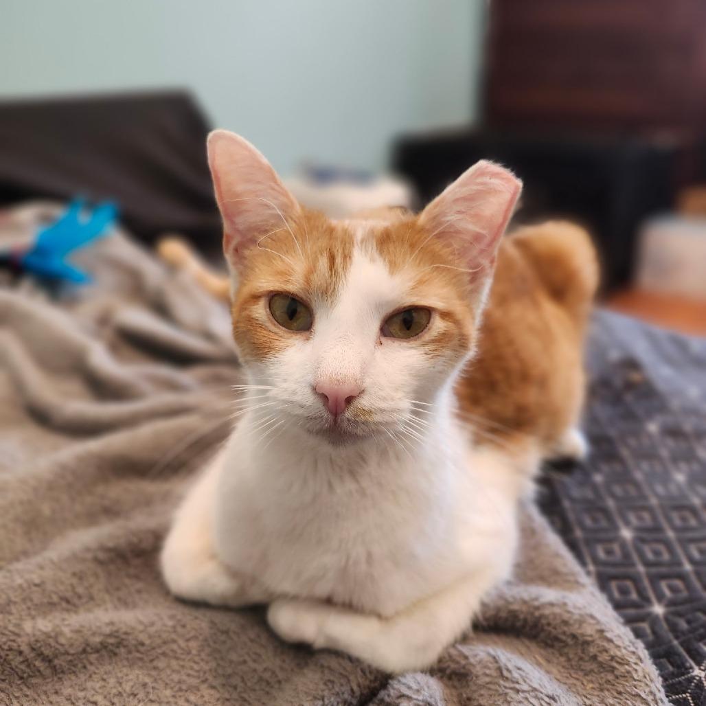 Raya Mom, a Adoptable Domestic Short Hair in Bel Air, MD image 2/2