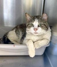Reuben, Adoptable, Senior Male Domestic Short Hair & Domestic Short Hair.
