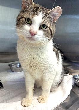 Enlarge Reuben, a Adoptable mixed breed in Fishers, IN image 2/2
