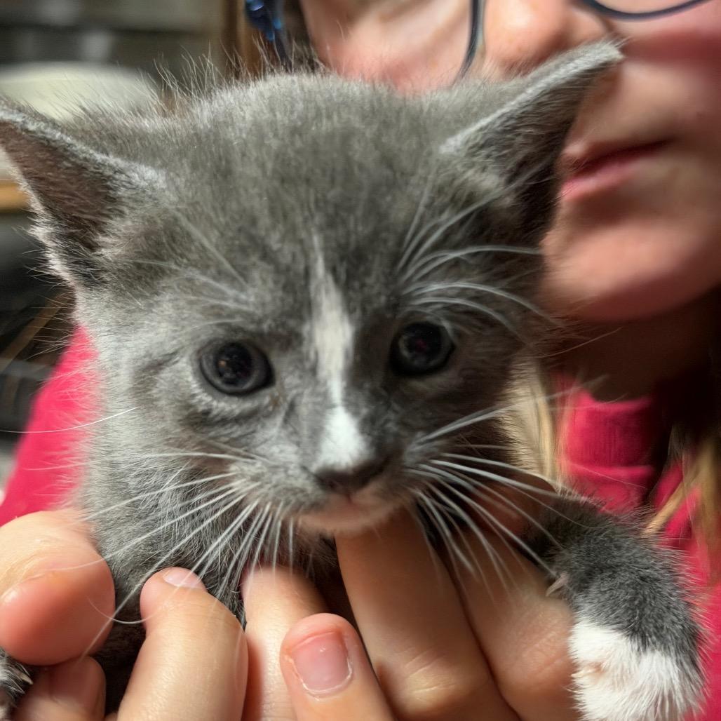 Cleo, Adoptable, Kitten Female Domestic Short Hair.