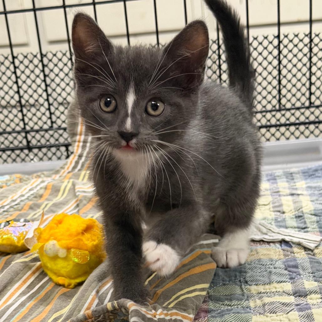 Enlarge Cleo, a Adoptable Domestic Short Hair in HERNANDO, MS image 2/3