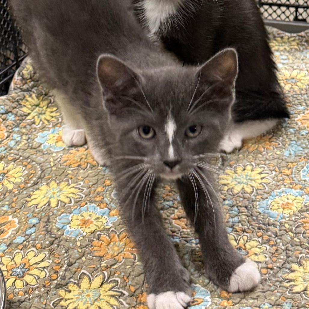 Enlarge Cleo, a Adoptable Domestic Short Hair in HERNANDO, MS image 3/3