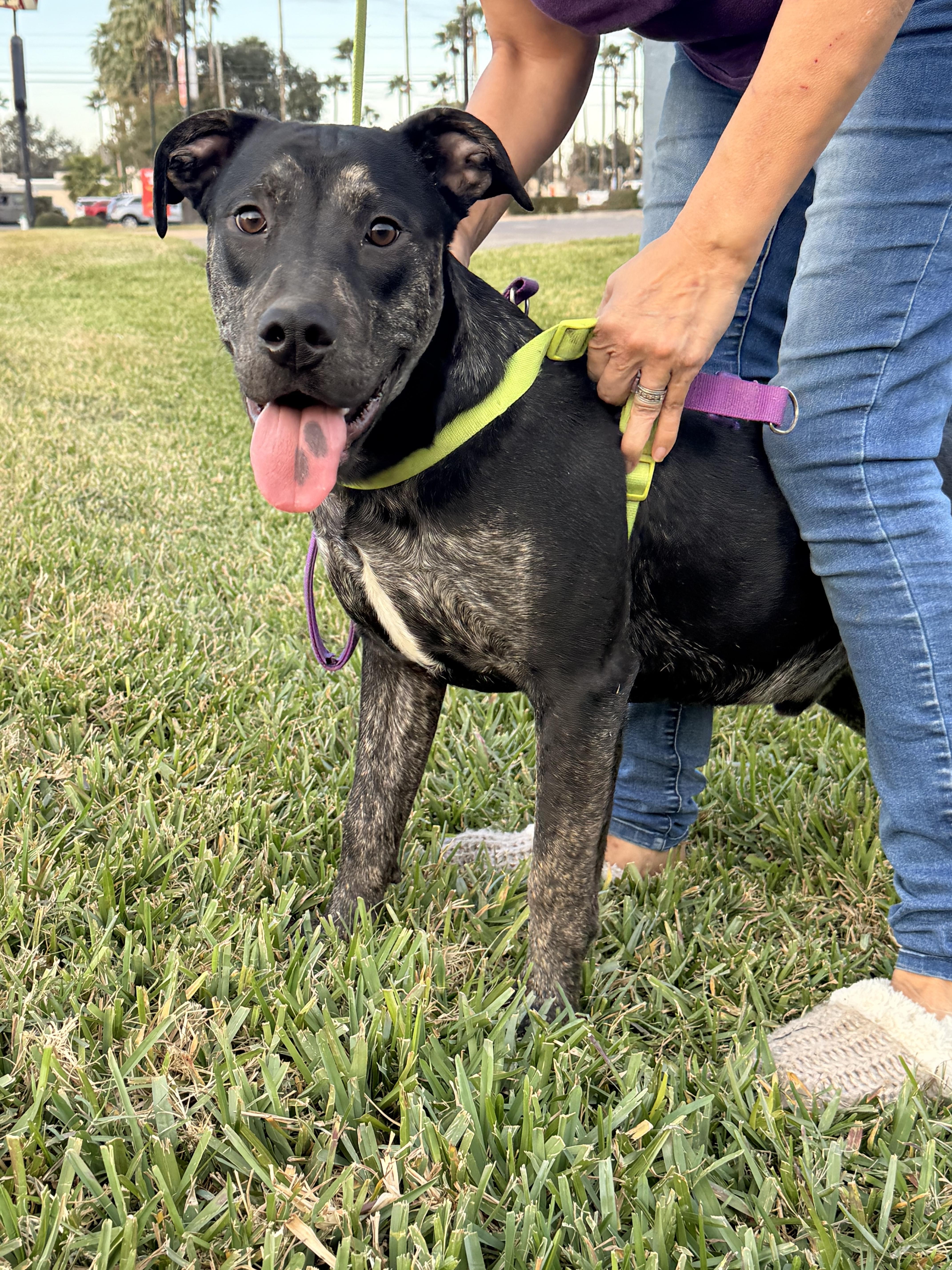 Enlarge Bruce, a Adoptable mixed breed in McAllen, TX image 6/6