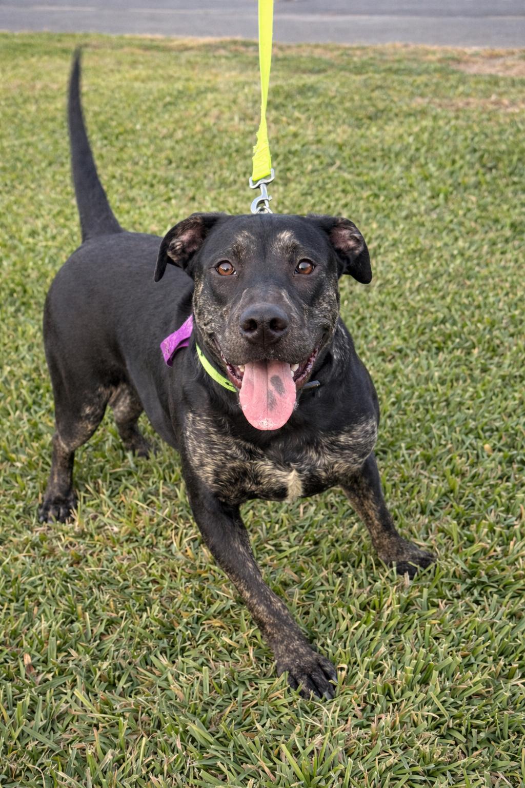 Enlarge Bruce, a Adoptable mixed breed in McAllen, TX image 5/6