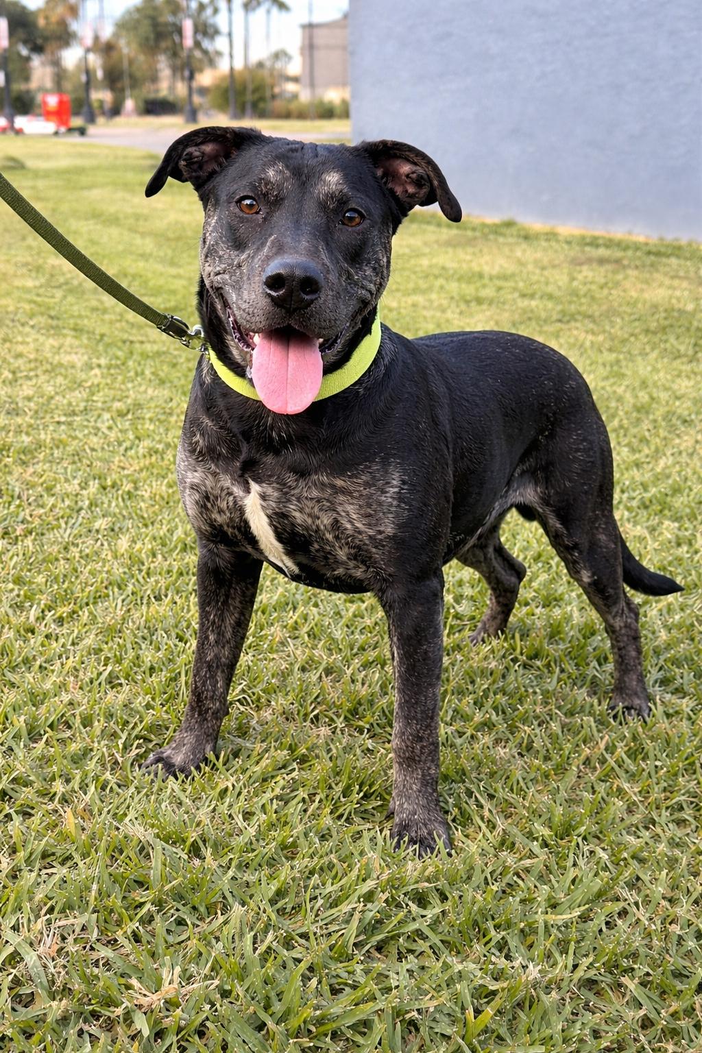 Bruce, Adoptable, Young Male Boxer & American Bully.