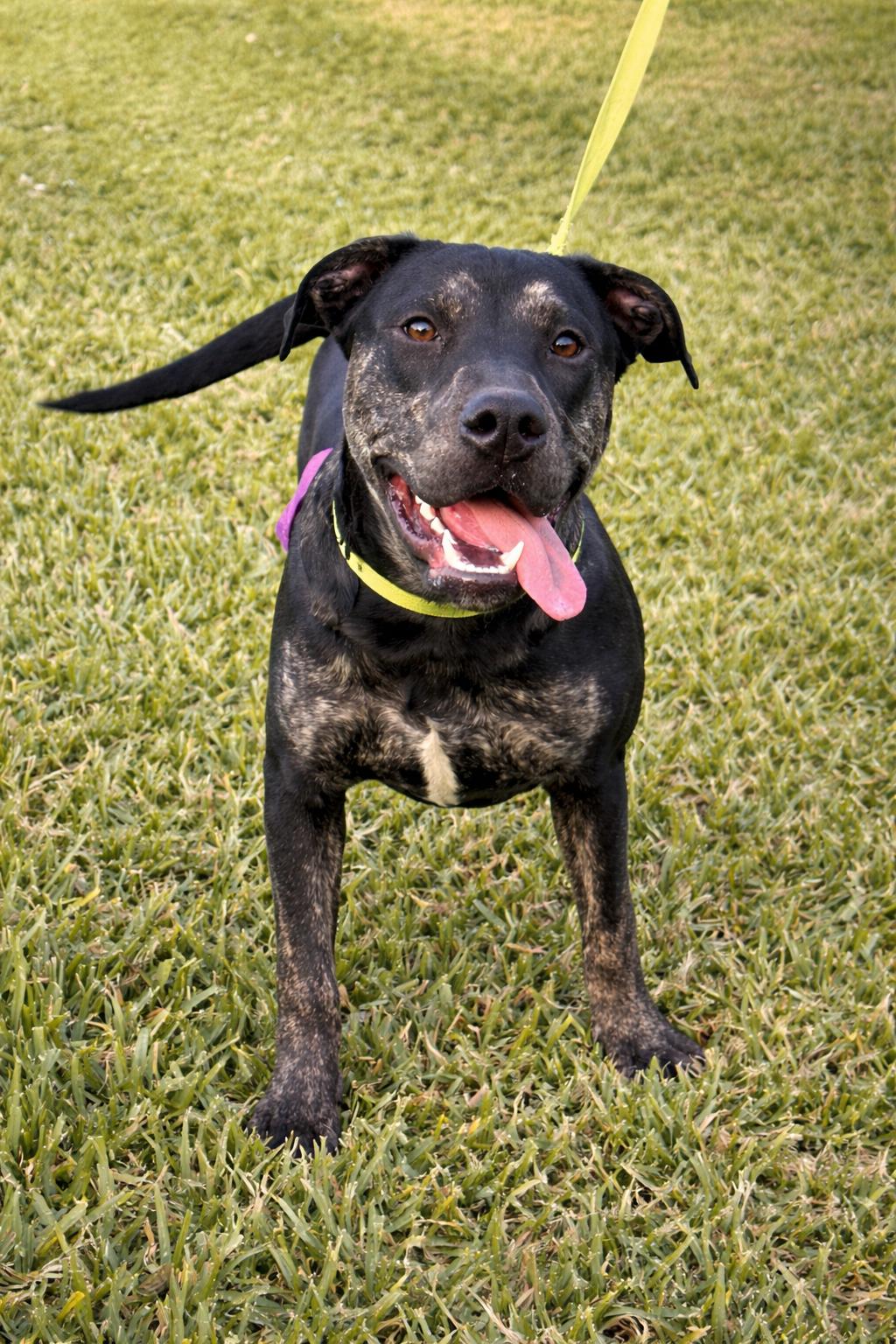 Enlarge Bruce, a Adoptable mixed breed in McAllen, TX image 3/6
