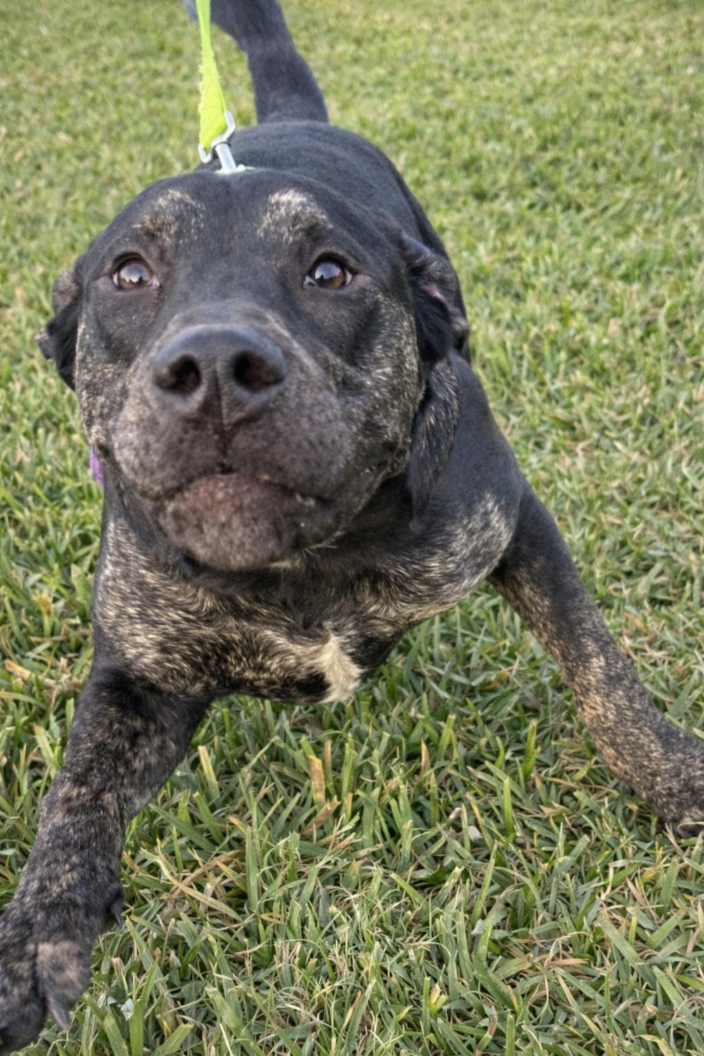 Enlarge Bruce, a Adoptable mixed breed in McAllen, TX image 4/6