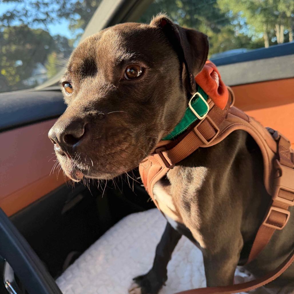 Blue, Adoptable, Young Male Pit Bull Terrier.