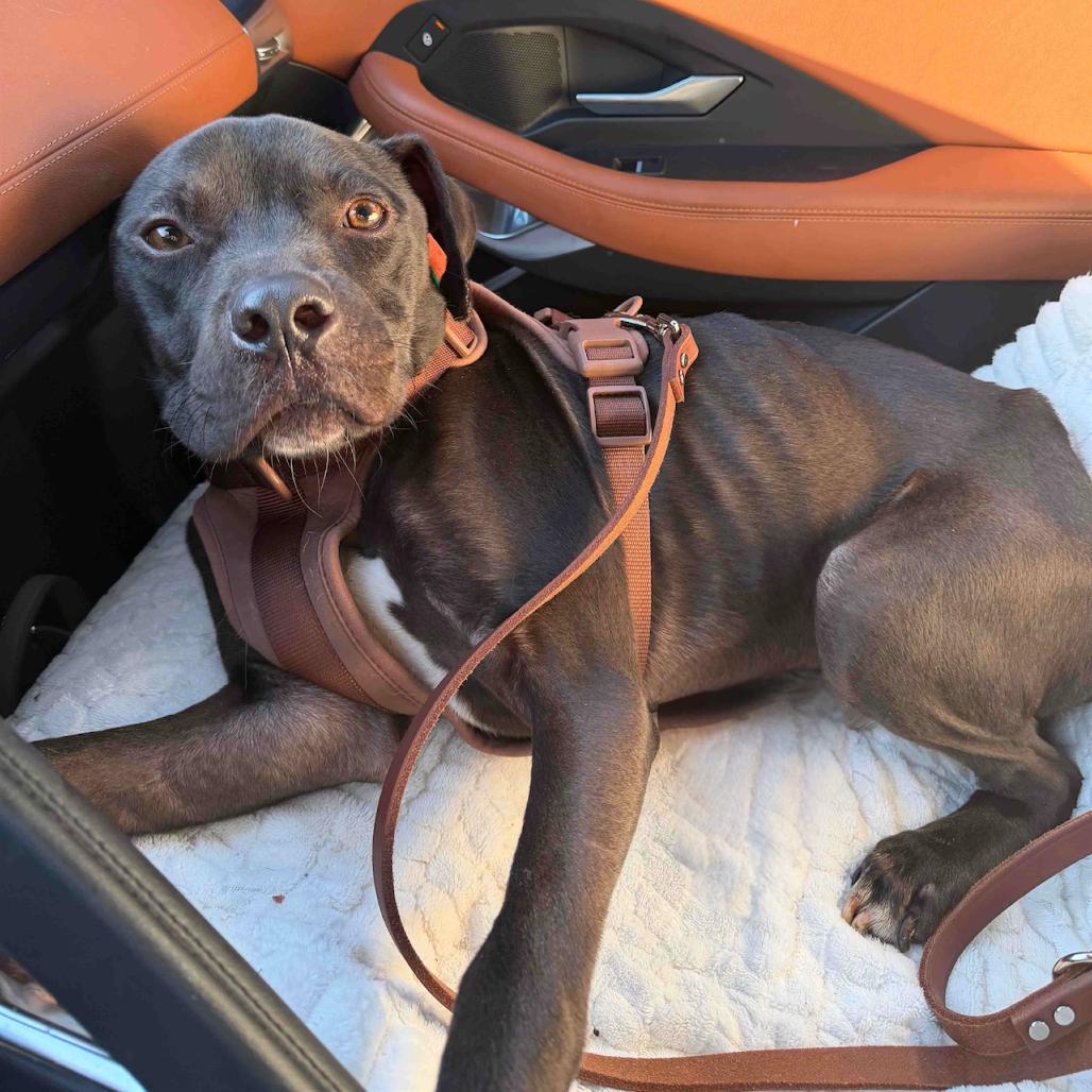 Enlarge Blue, a Adoptable Pit Bull Terrier in Austell, GA image 2/2