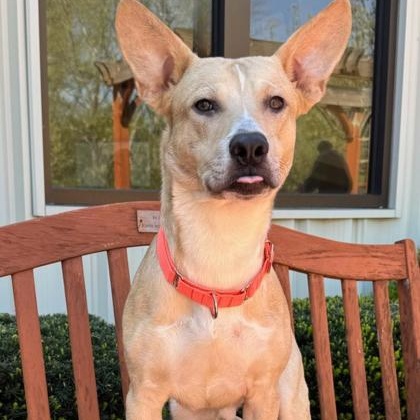 Enlarge Enzo, a ADOPTABLE mixed breed in Quincy, IL image 1/1