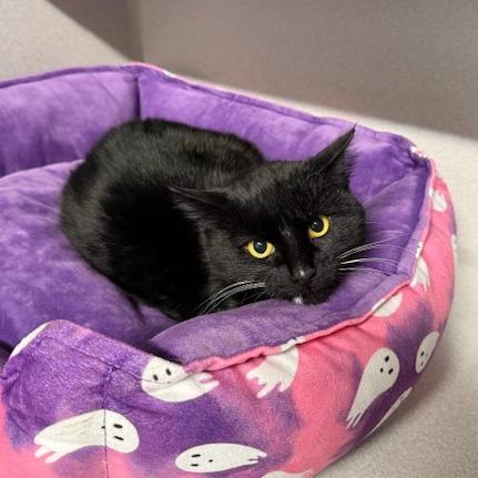 Enlarge Ashnikko, a Adoptable Domestic Short Hair in Washougal, WA image 1/2