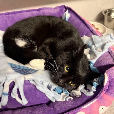 Enlarge Ashnikko, a Adoptable Domestic Short Hair in Washougal, WA image 2/2