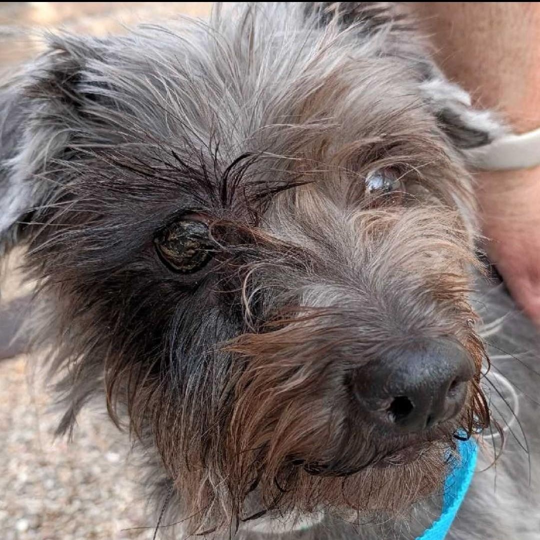 Enlarge Betty, an adopted mixed breed in Marana, AZ image 2/2