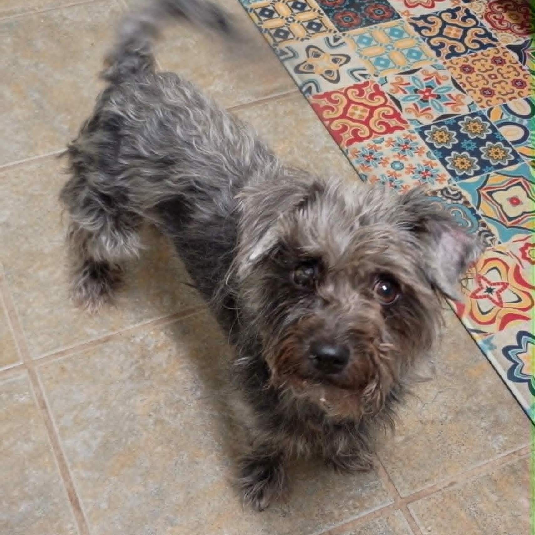 Enlarge Betty, an adopted mixed breed in Marana, AZ image 1/2
