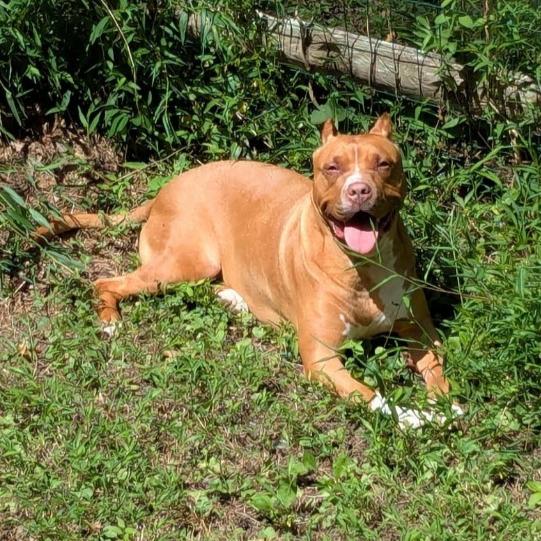 Lux, Adoptable, Adult Female American Staffordshire Terrier & Mixed Breed.