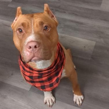 Enlarge Lux, a Adoptable mixed breed in Flintstone, MD image 2/3