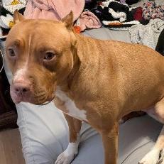 Enlarge Lux, a Adoptable mixed breed in Flintstone, MD image 3/3