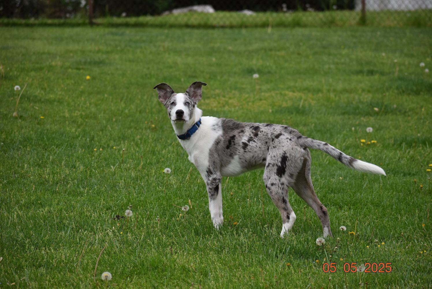 Enlarge Wrangler (PA) FRIENDLY!, a Adoptable mixed breed in York, PA image 3/5