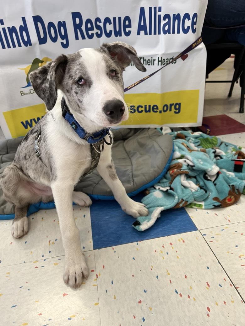 Enlarge Wrangler (PA) FRIENDLY!, a Adoptable mixed breed in York, PA image 4/5