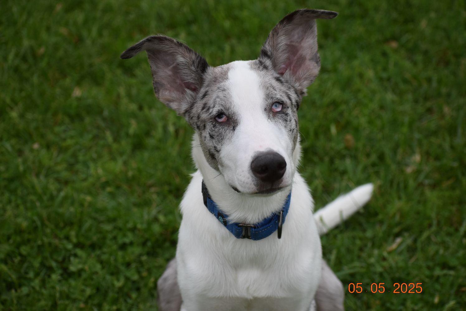 Wrangler (PA) FRIENDLY!, Adoptable, Young Male Catahoula Leopard Dog & Husky.
