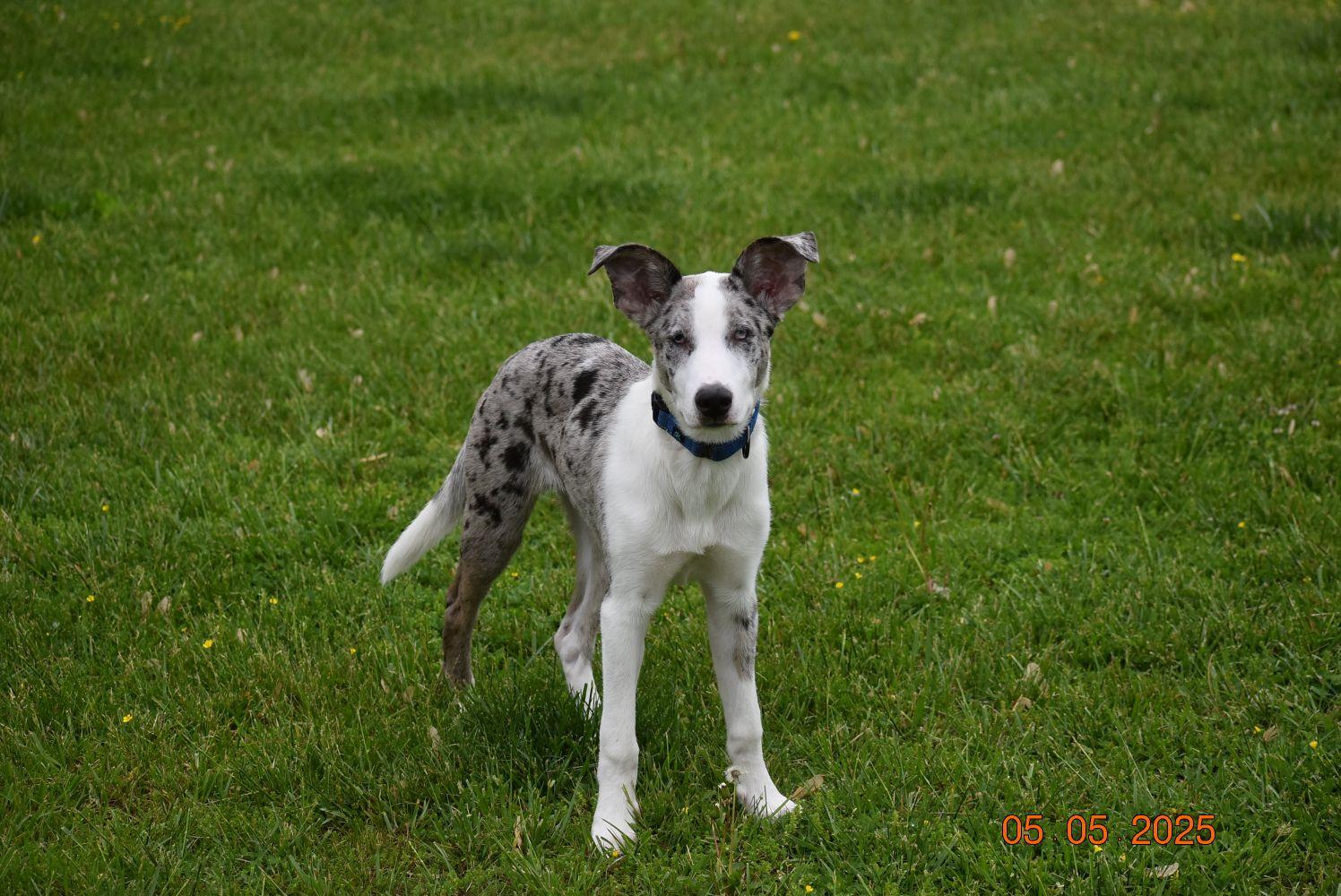 Enlarge Wrangler (PA) FRIENDLY!, a Adoptable mixed breed in York, PA image 2/5