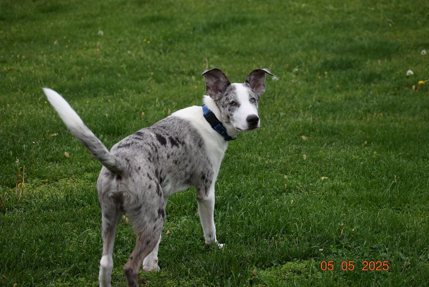 Enlarge Wrangler (PA) FRIENDLY!, a Adoptable mixed breed in York, PA image 5/5