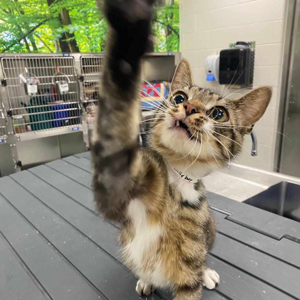 Billyboy, a Adoptable Domestic Short Hair in Grand Rapids, MI image 1/2