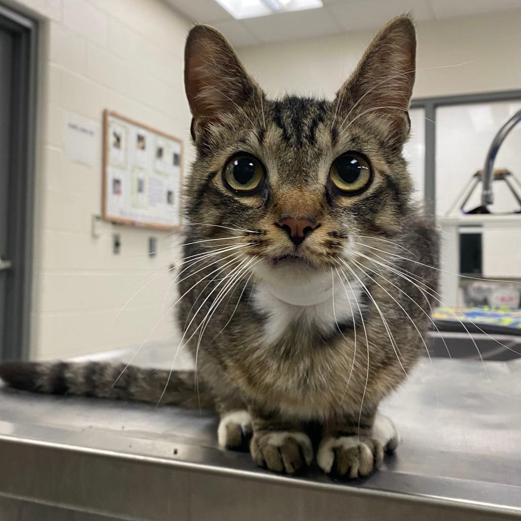 Billyboy, a Adoptable Domestic Short Hair in Grand Rapids, MI image 2/2
