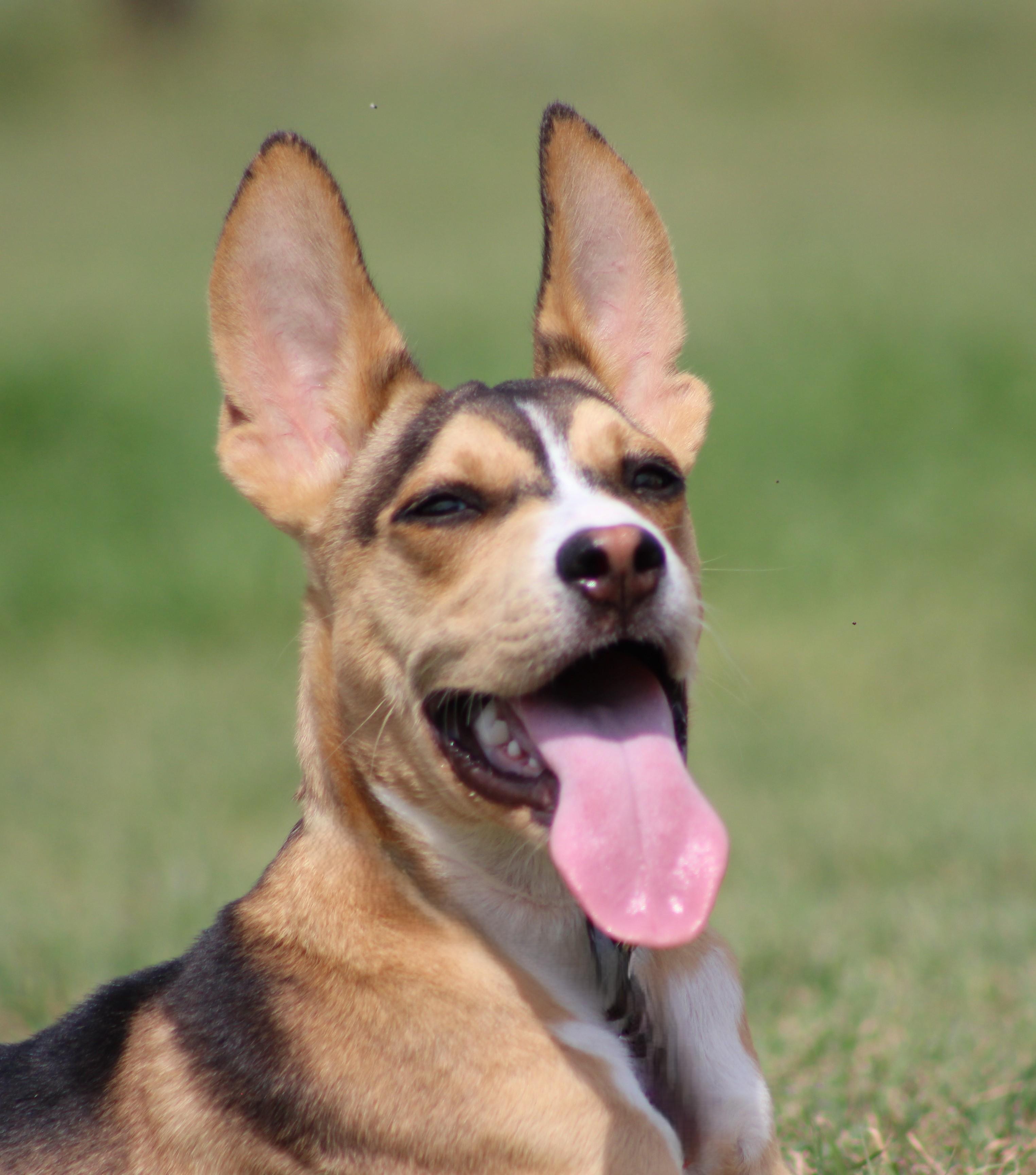 Enlarge Winston, an adopted mixed breed in Temple, TX image 4/5