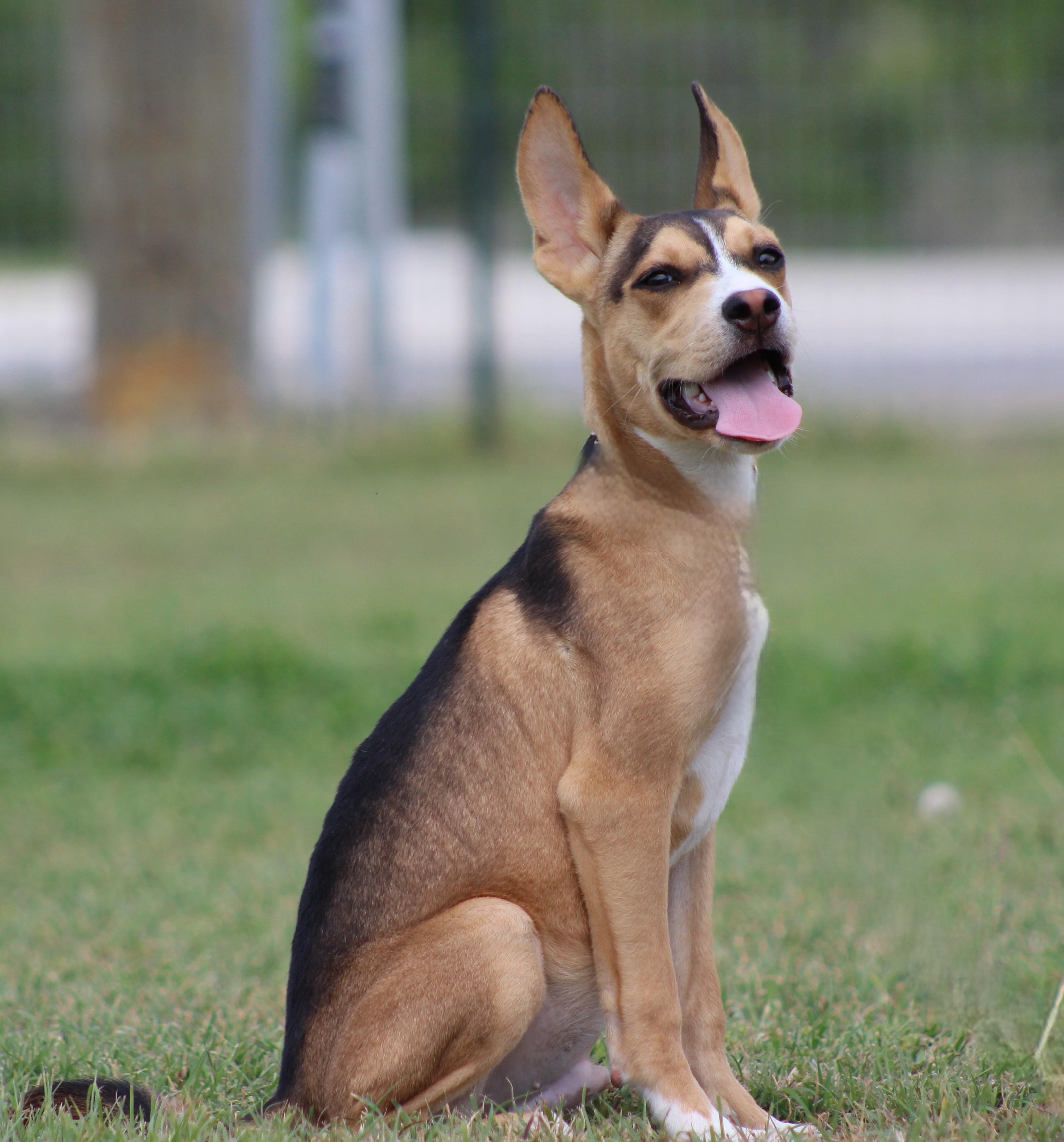 Enlarge Winston, an adopted mixed breed in Temple, TX image 2/5