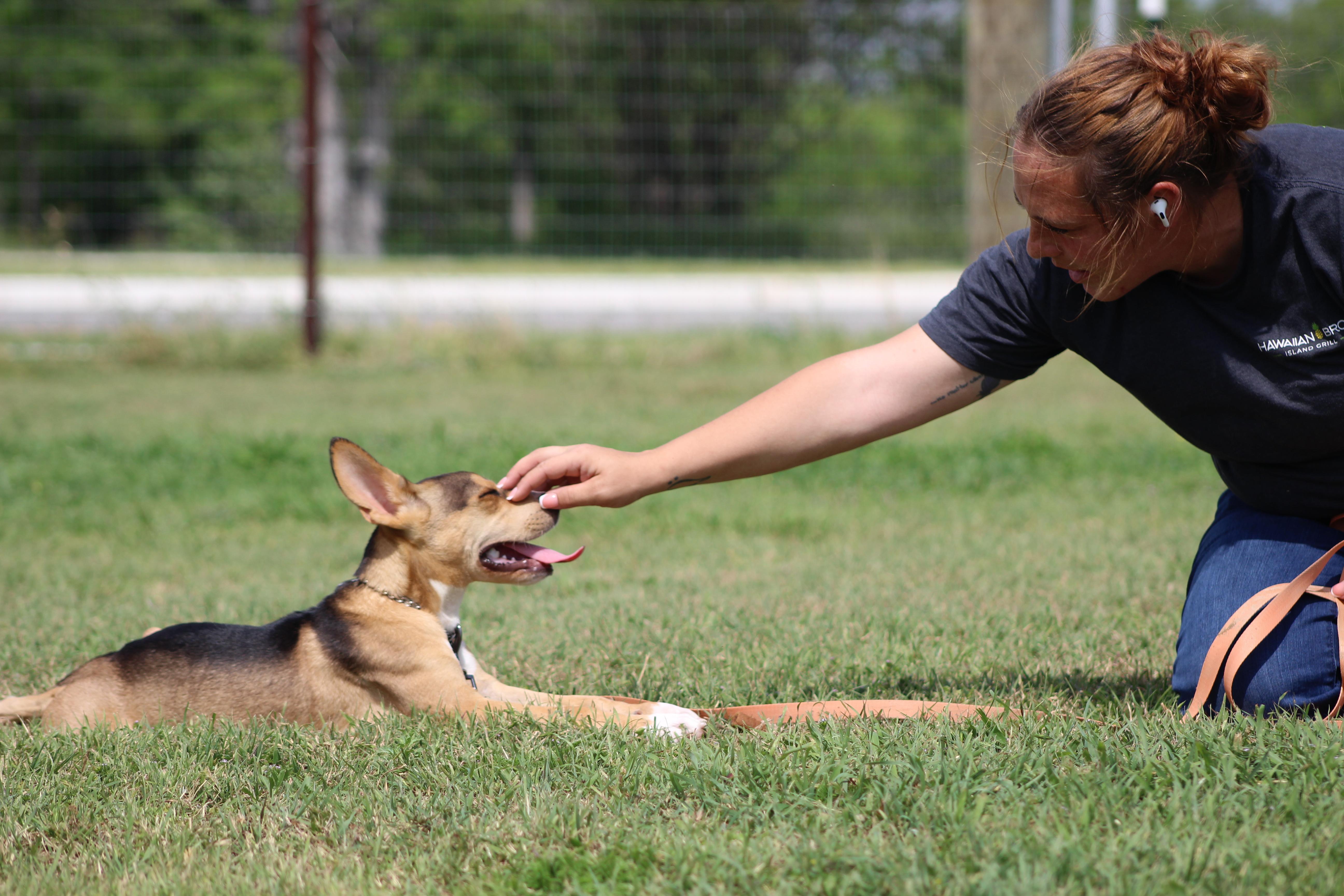 Enlarge Winston, an adopted mixed breed in Temple, TX image 5/5