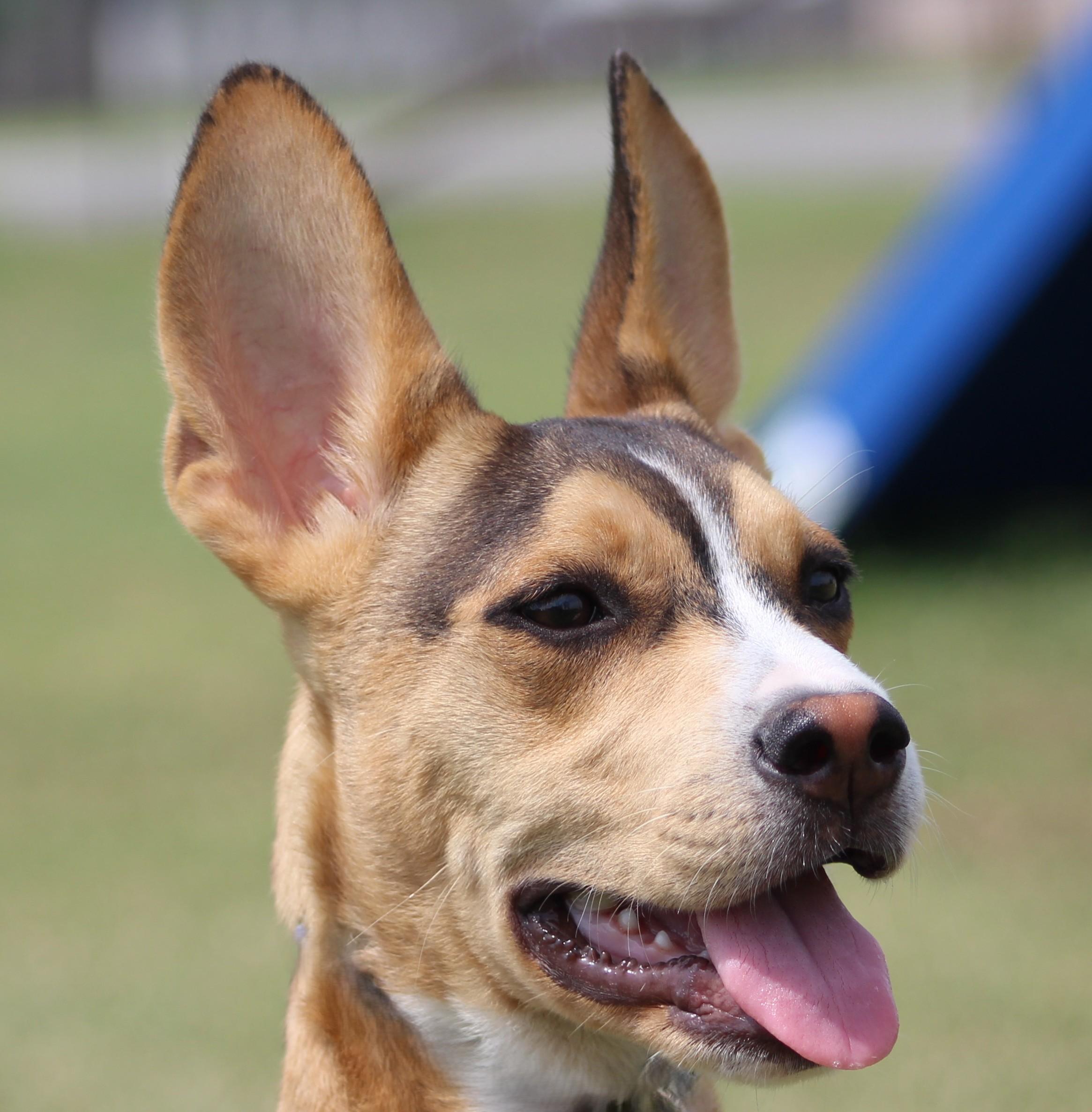 Winston, adopted, Puppy Male Husky & Mixed Breed.