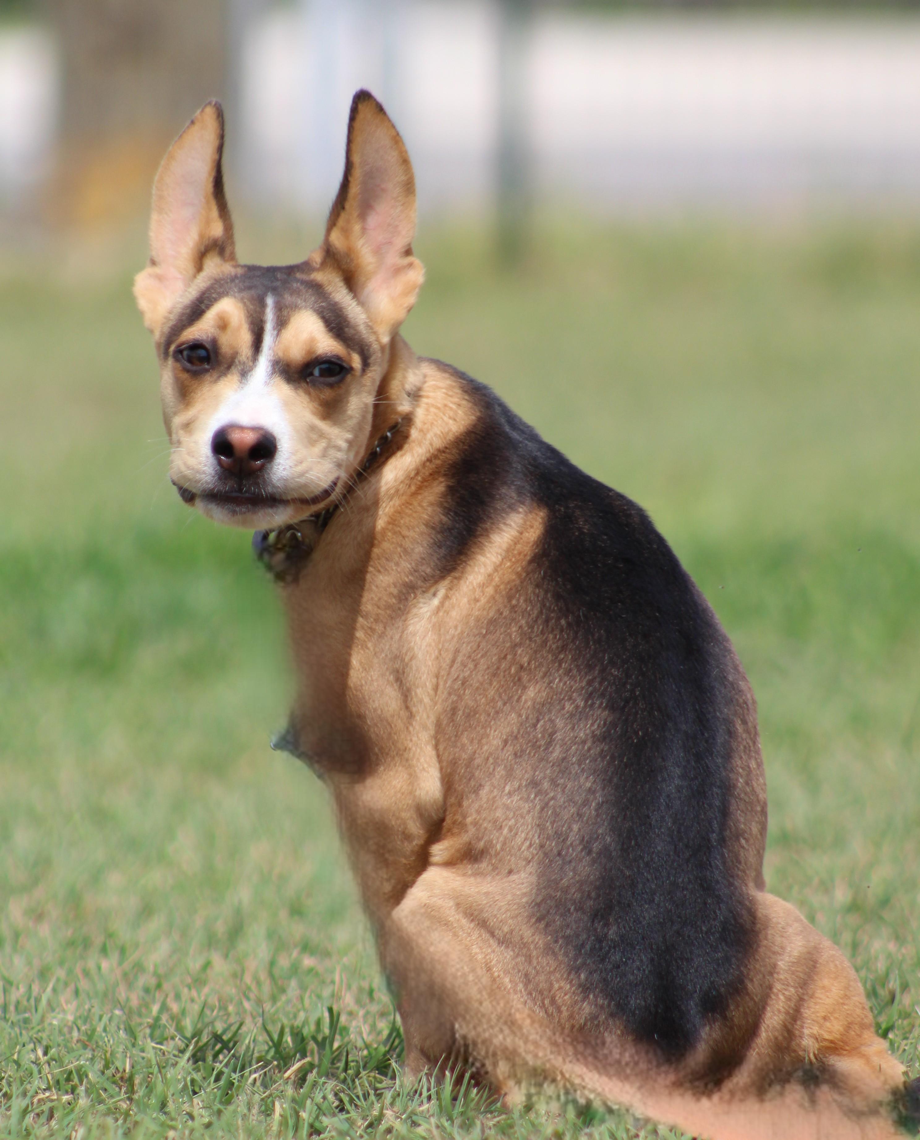Enlarge Winston, an adopted mixed breed in Temple, TX image 3/5