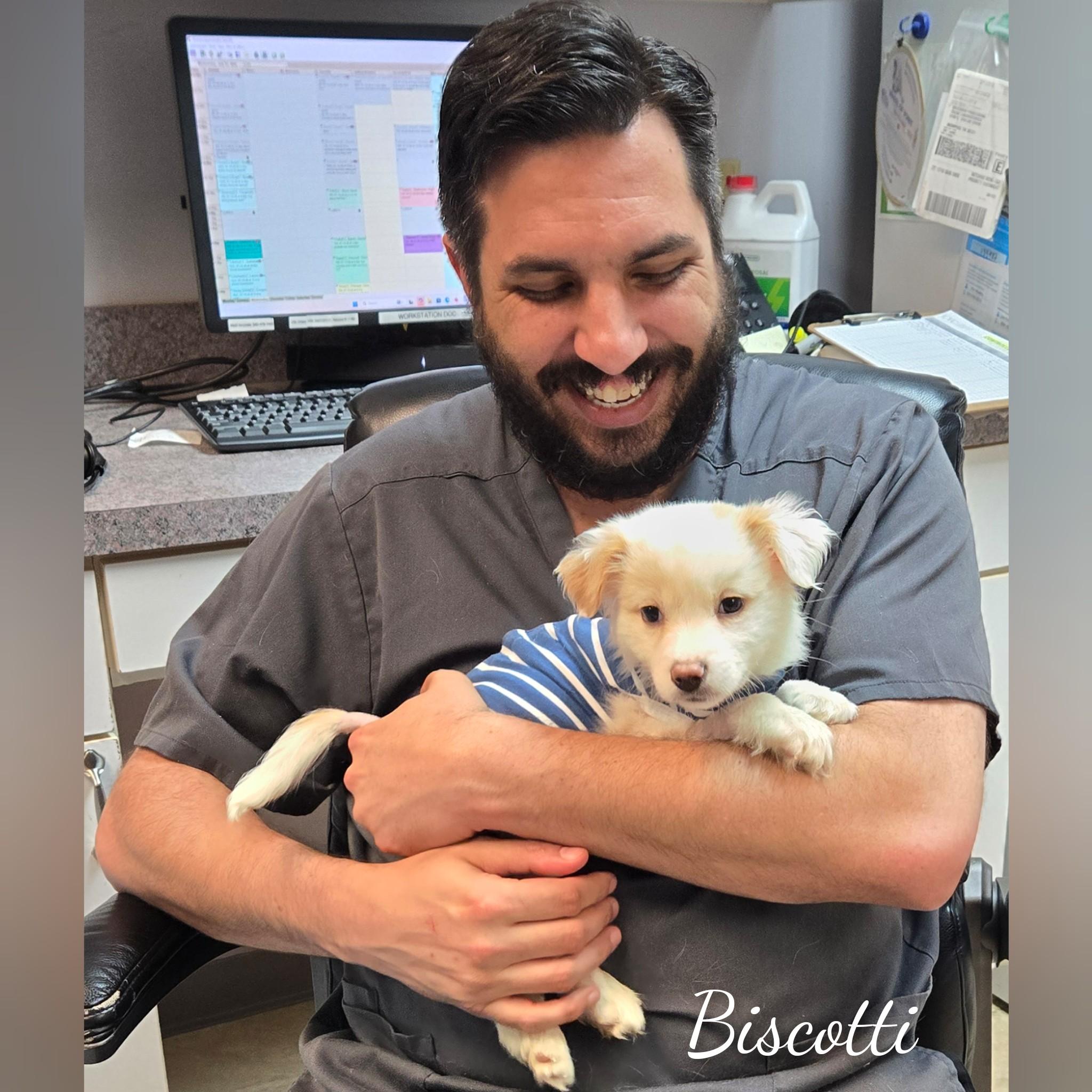 Biscotti, an adopted Mixed Breed in Fredericksburg, VA image 2/6
