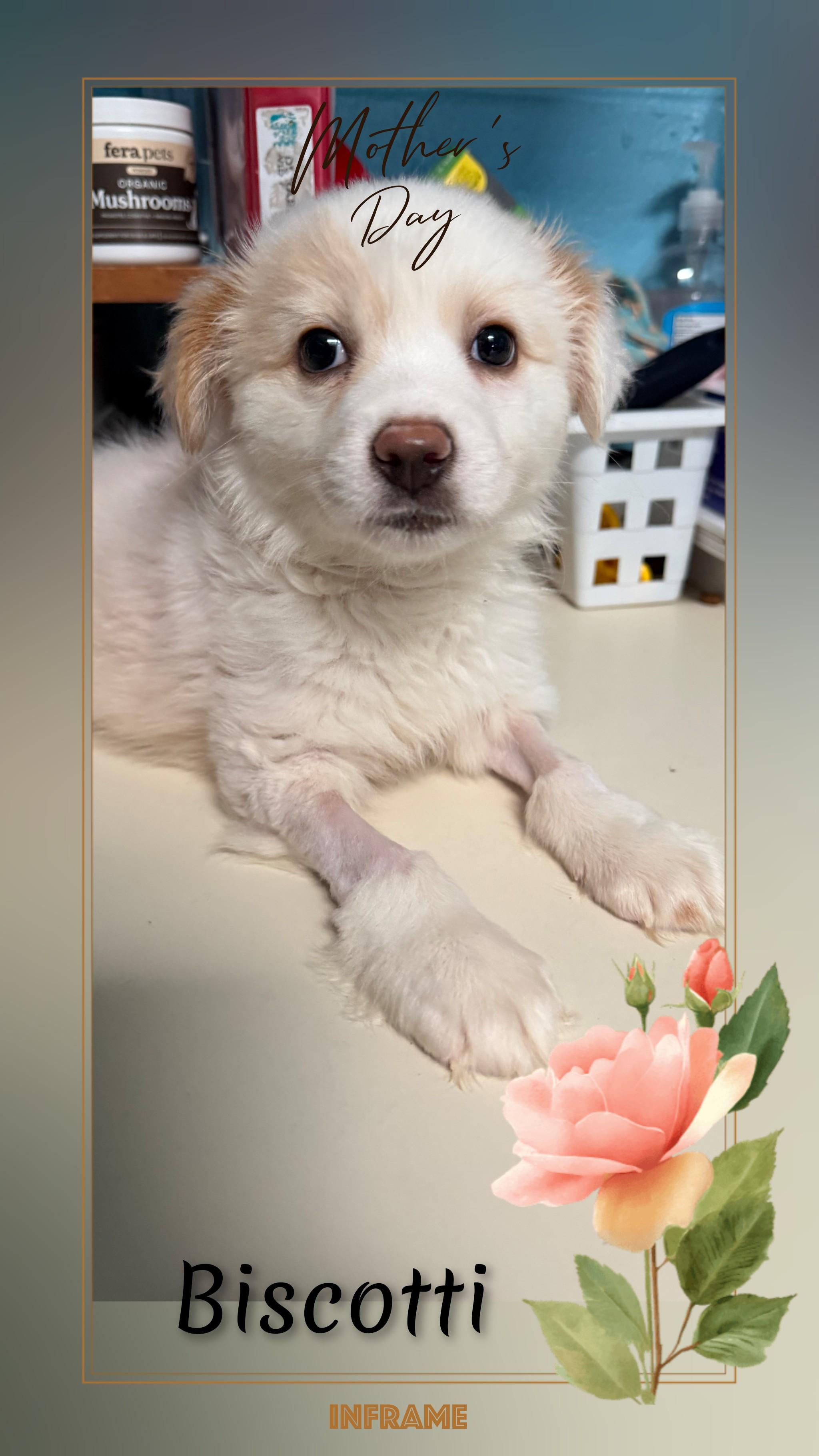 Biscotti, an adopted Mixed Breed in Fredericksburg, VA image 3/6