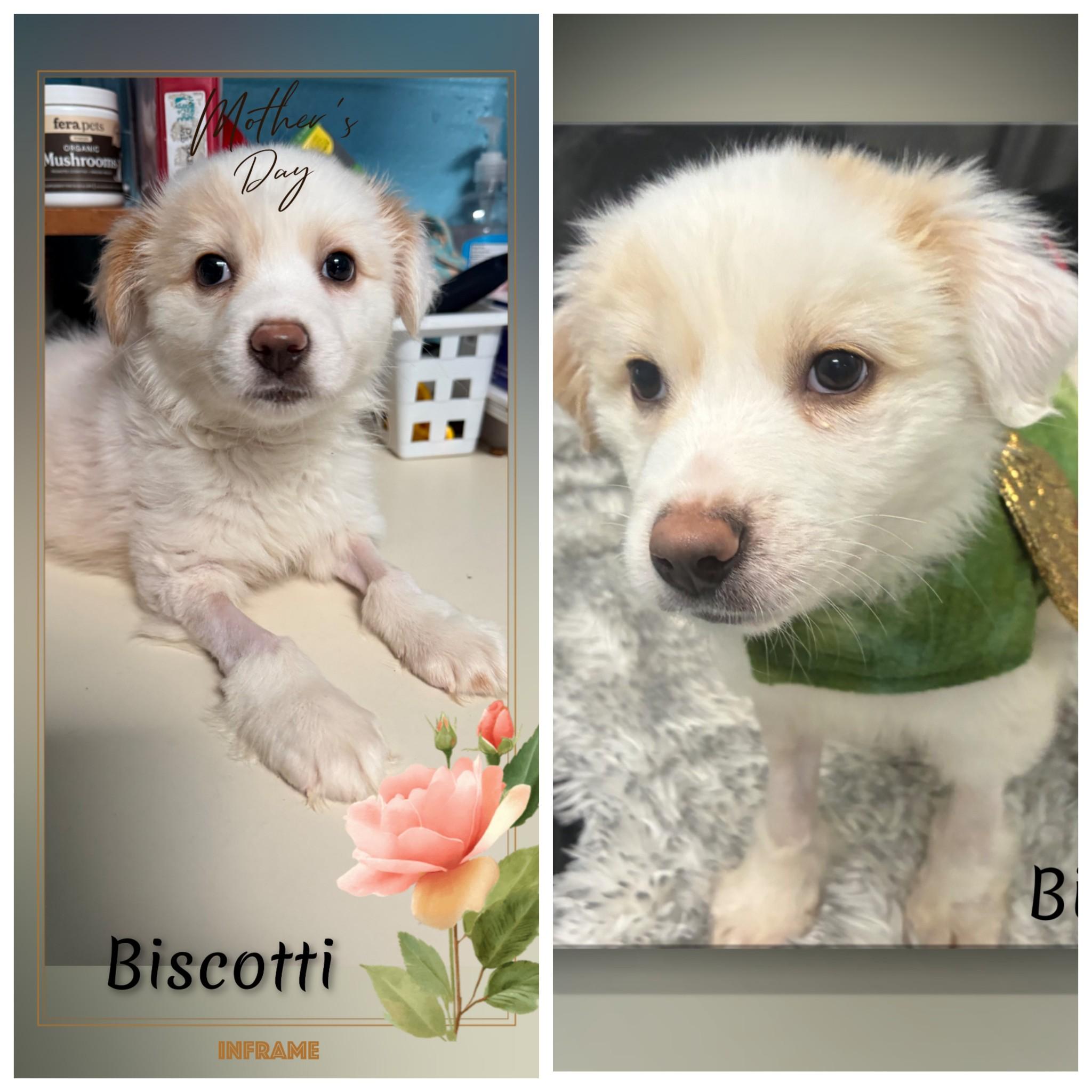 Biscotti, adopted, Puppy Male Mixed Breed.