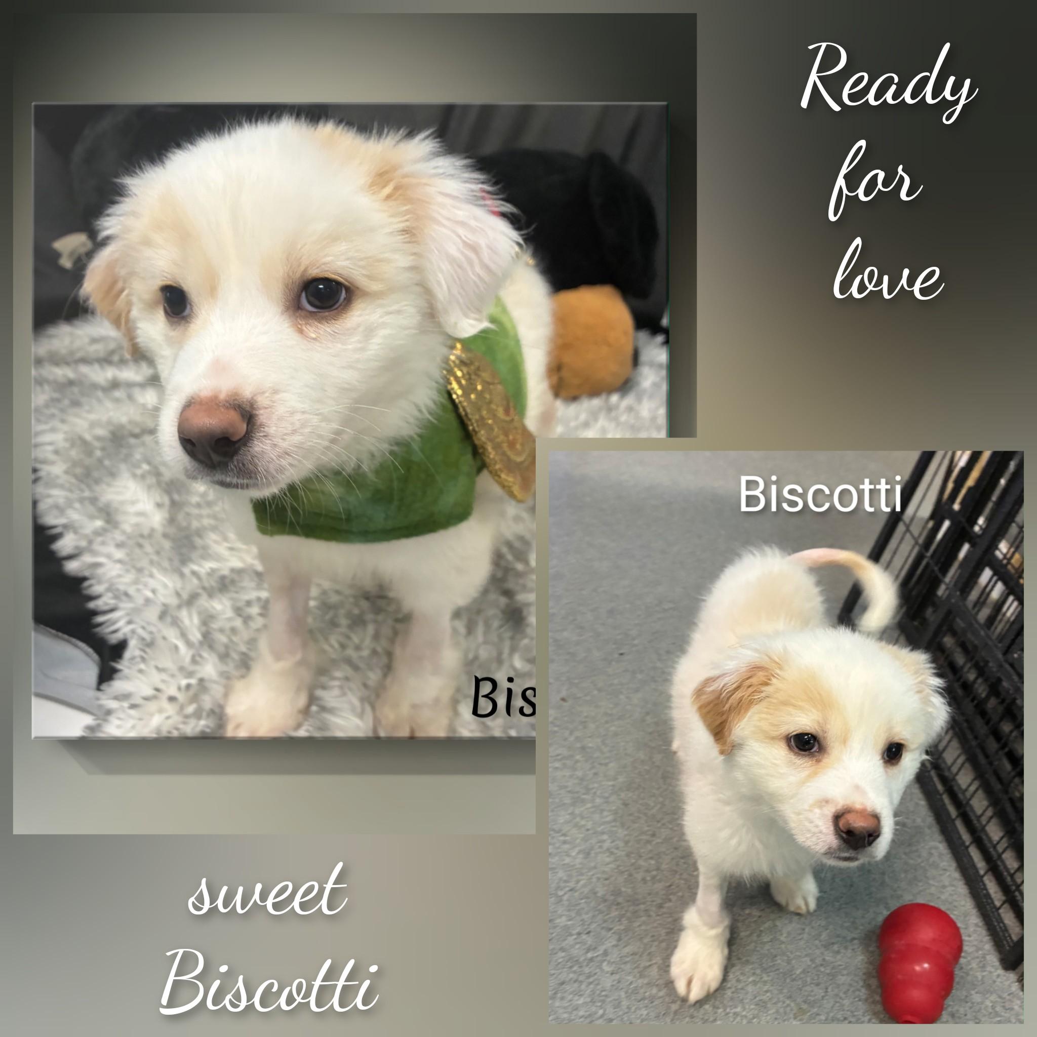 Biscotti, an adopted Mixed Breed in Fredericksburg, VA image 6/6