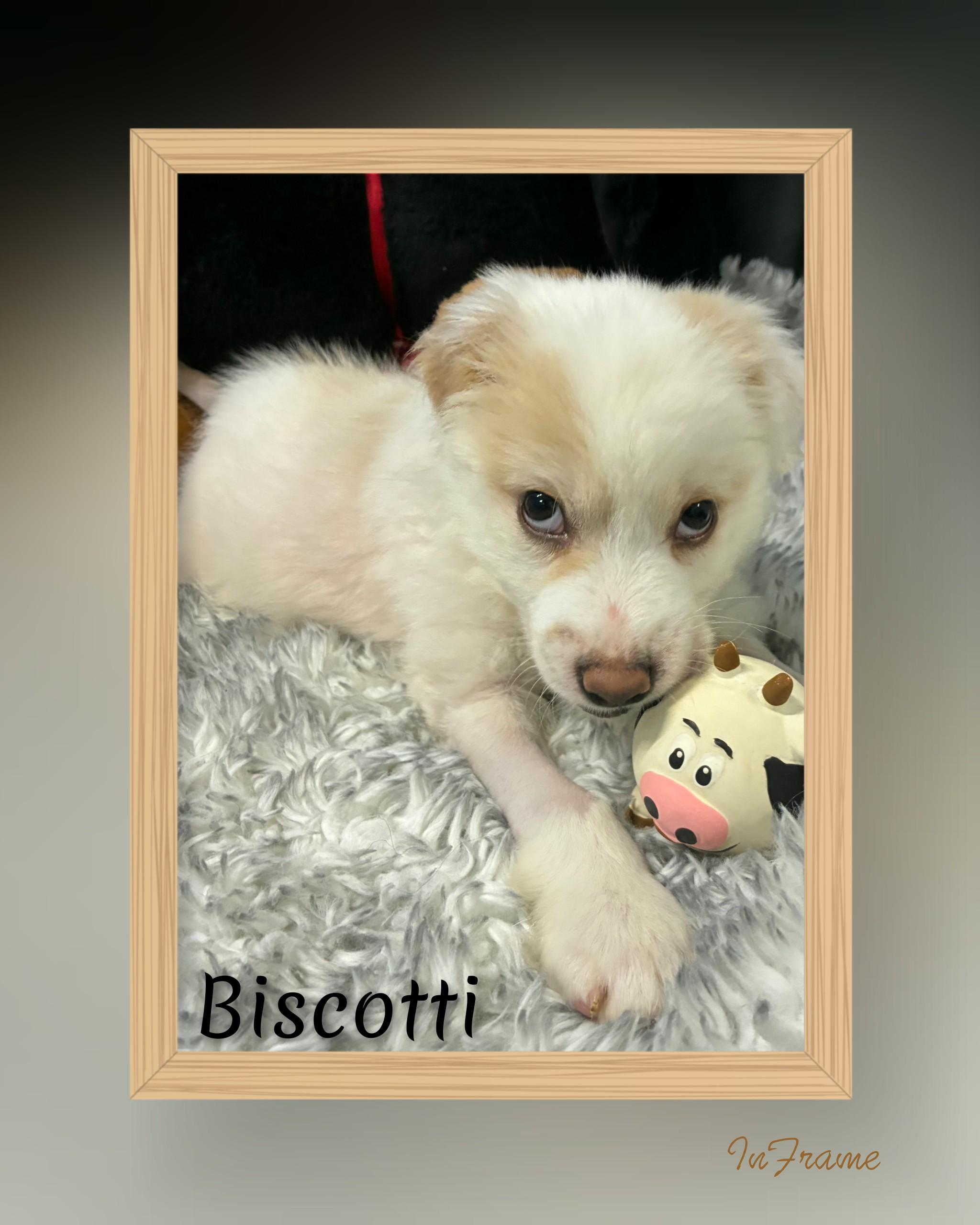Biscotti, an adopted Mixed Breed in Fredericksburg, VA image 4/6