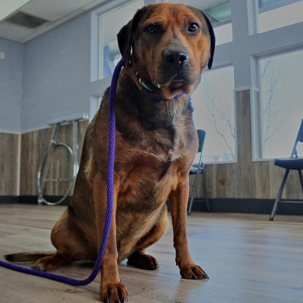 Enlarge Timber, a Adoptable Mixed Breed in Idaho Falls, ID image 1/6