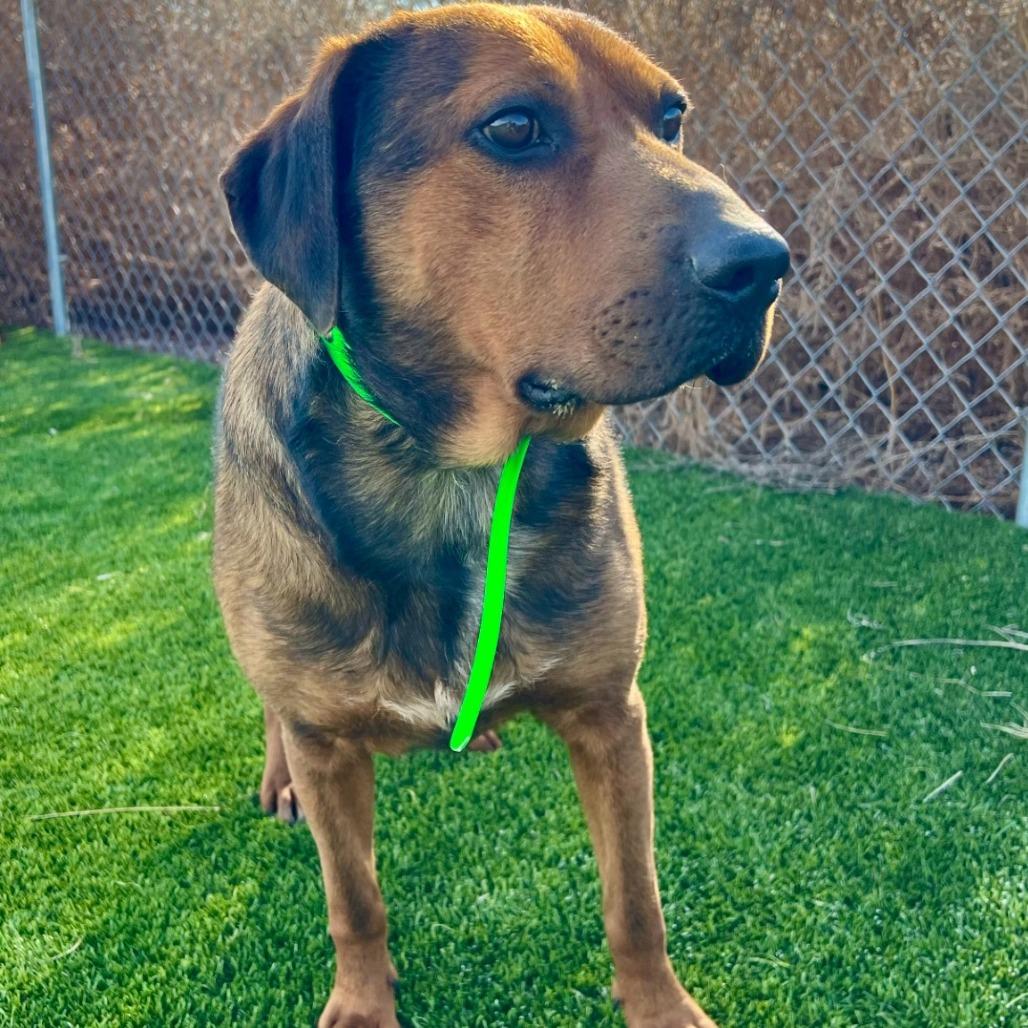 Timber — thumbnail 2